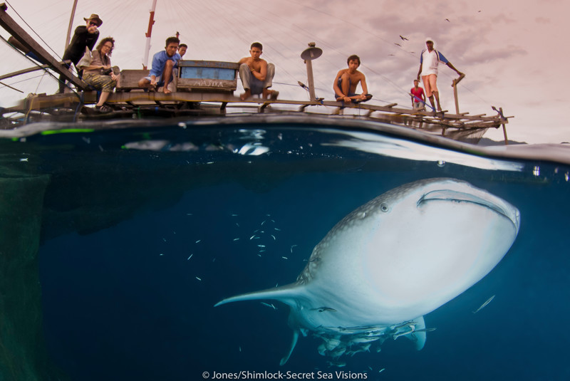 Фотосет Китовой акулы