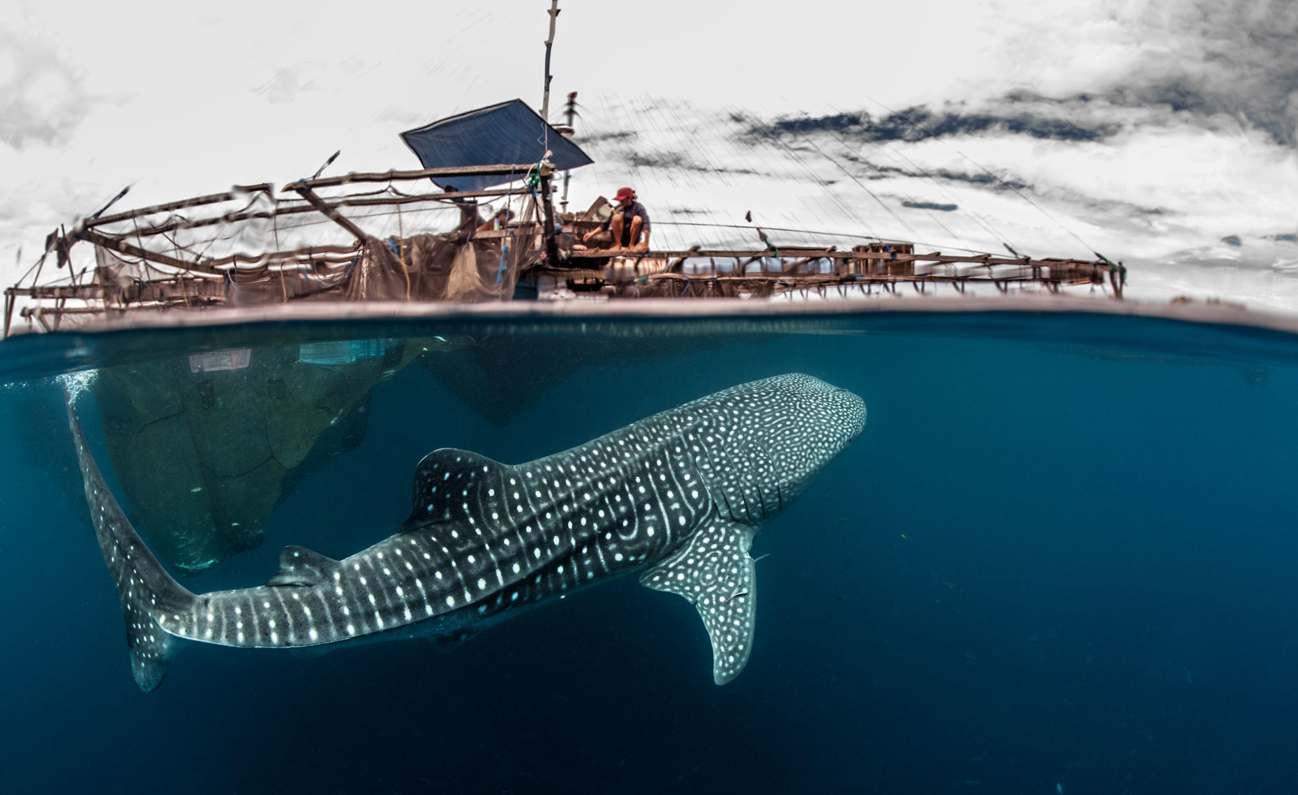 фото китовой акулы самой большой