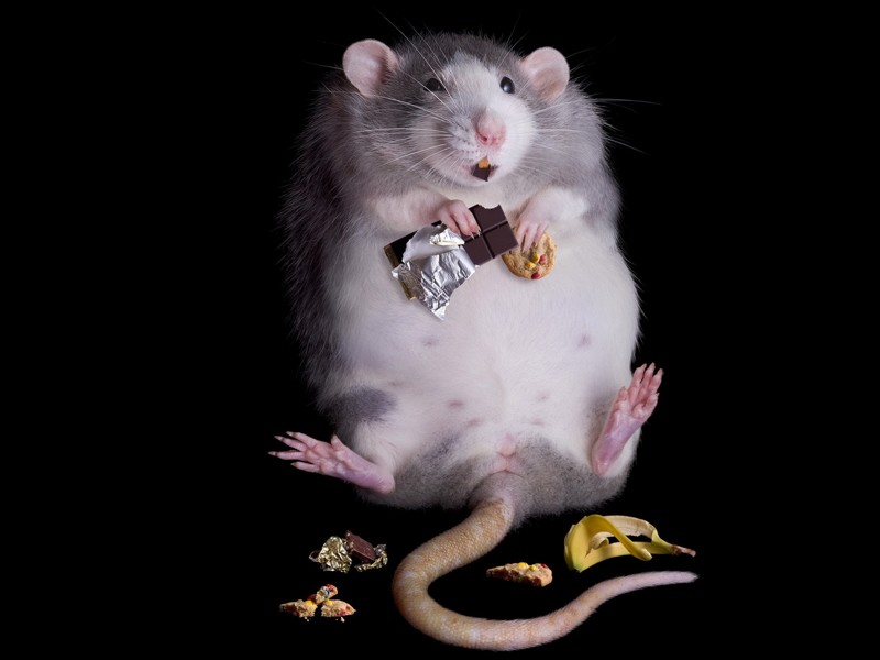 Испытания на обыкновенных мышах без избыточного веса показали увеличение потребления кислорода на 20%.