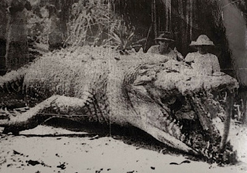 Крокодил Крис "Король саванны" и его убийцы. Австралия, июль 1957 года.