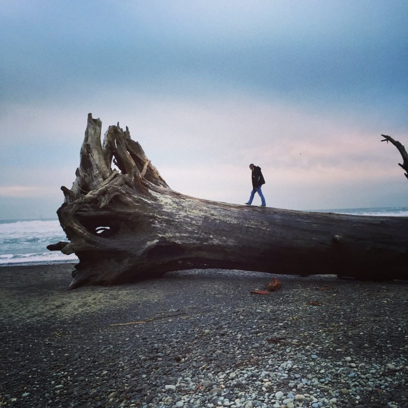 Поваленное дерево на побережье 