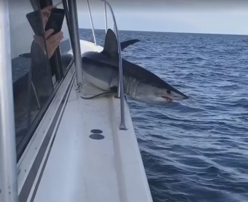 Акула запрыгнула на катер к людям и застряла