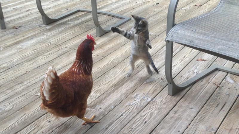 Котенок против курицы 