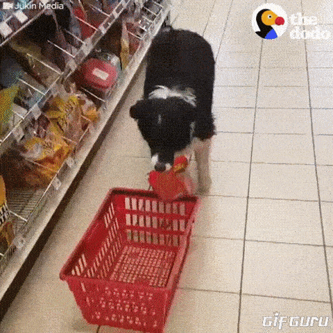 Собачий шоппинг