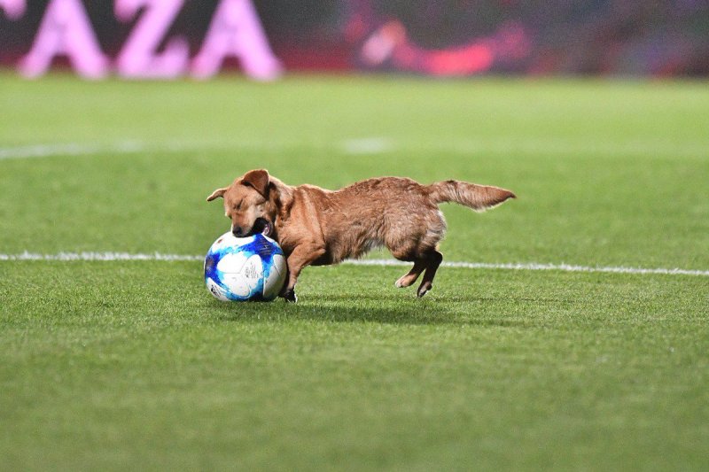 Администратор стадиона оценил проворность бездомный пса и зачислил его в команду собак, которая отпугивает птиц, выклевывающих семена молодой травы на поле
