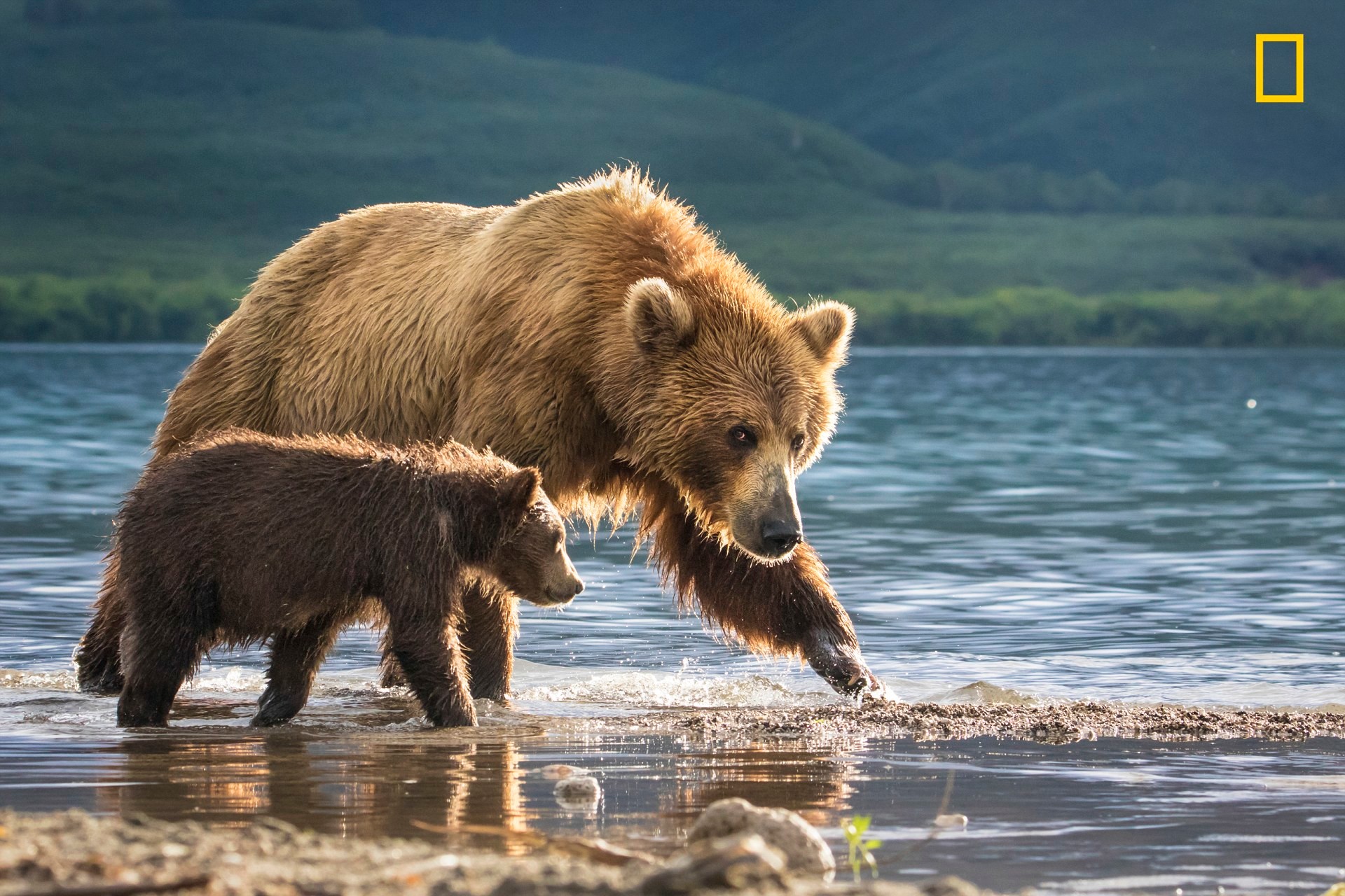 Медведица и медвежонок. По словам фотографа Анат Гутман, "трехмесячный медвежонок был таким милым, что хотелось подбежать к нему и обнять. Если бы не настороженный взгляд его матери"