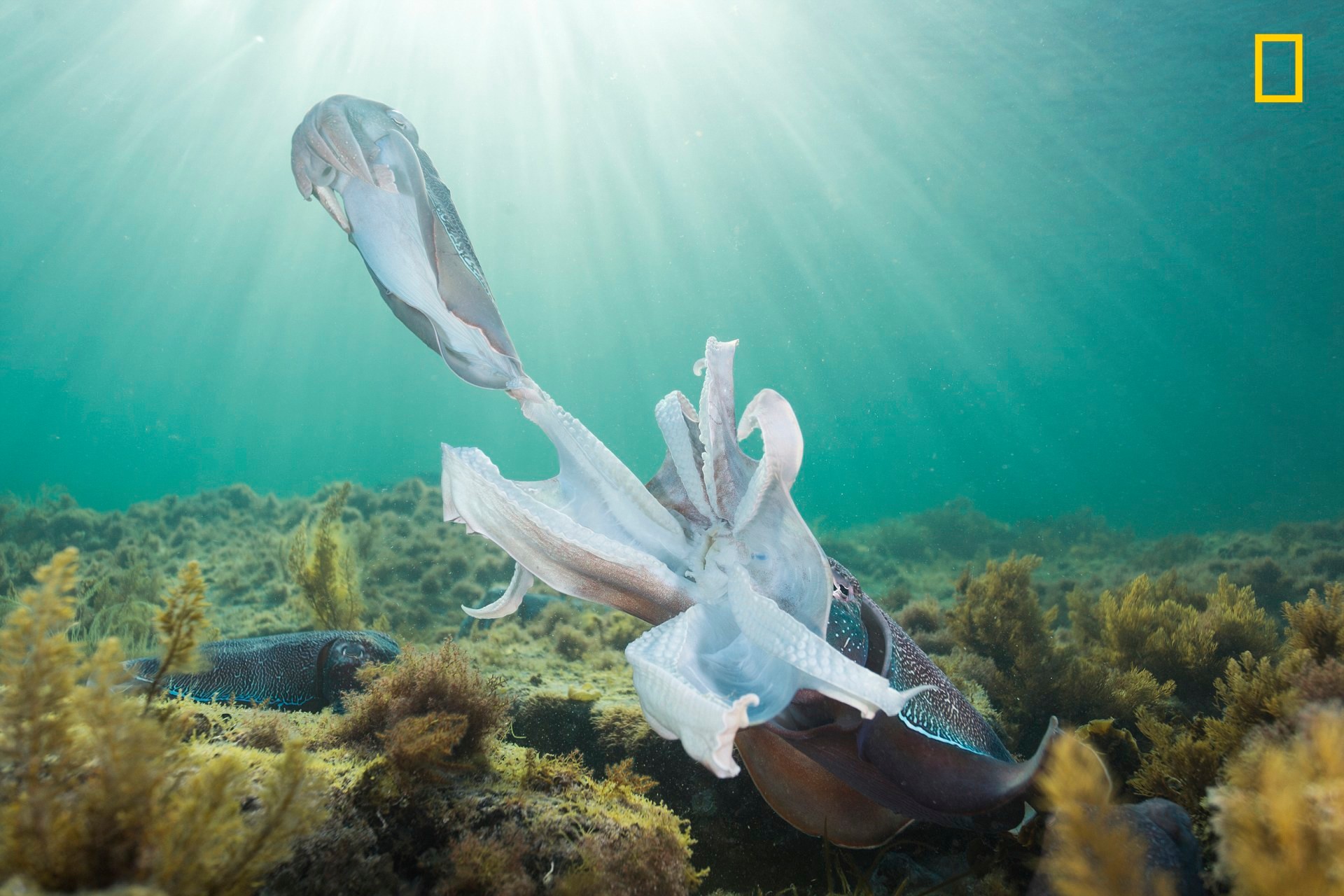 Австралийские гигантские каракатицы после спаривания. Вьялла, Южная Австралия