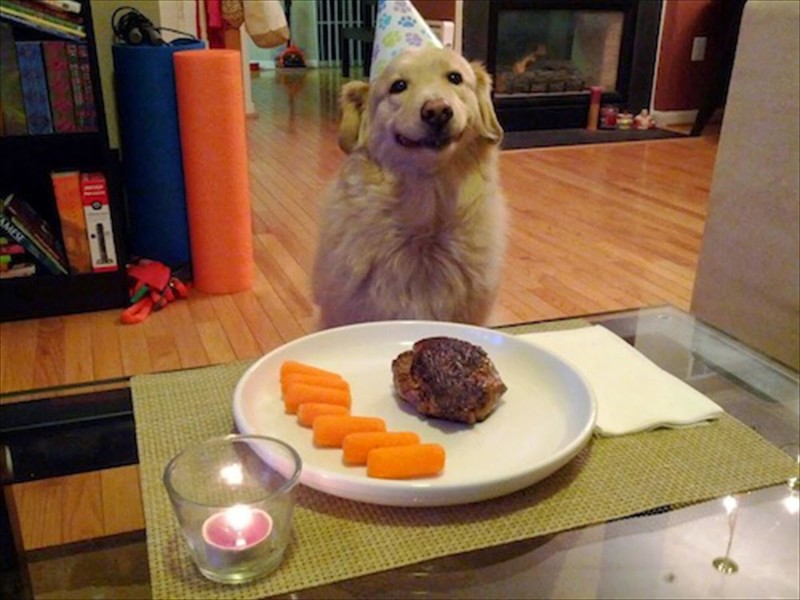 Хозяин приготовил ужин для собаки в честь ее дня рождения 