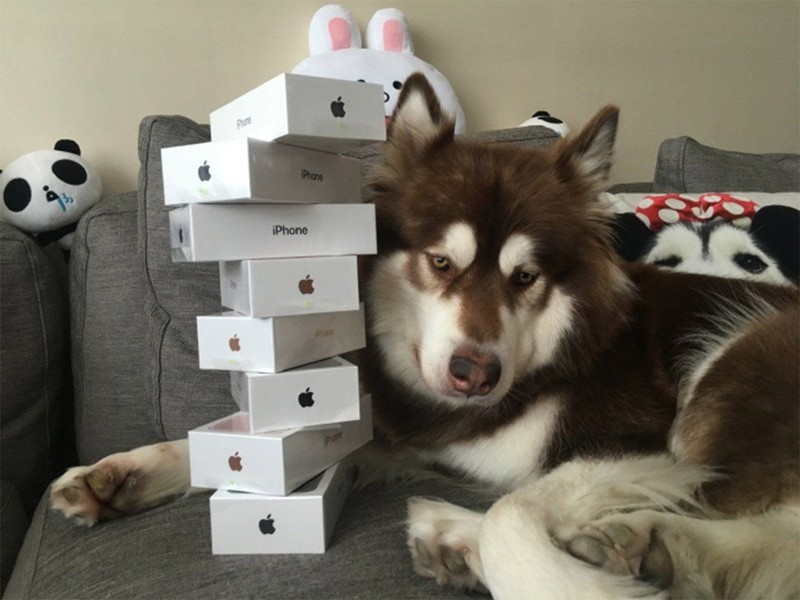 Та самая собака по кличке Коко, которой сын богатейшего жителя Китая подарил восемь iPhone 7 
