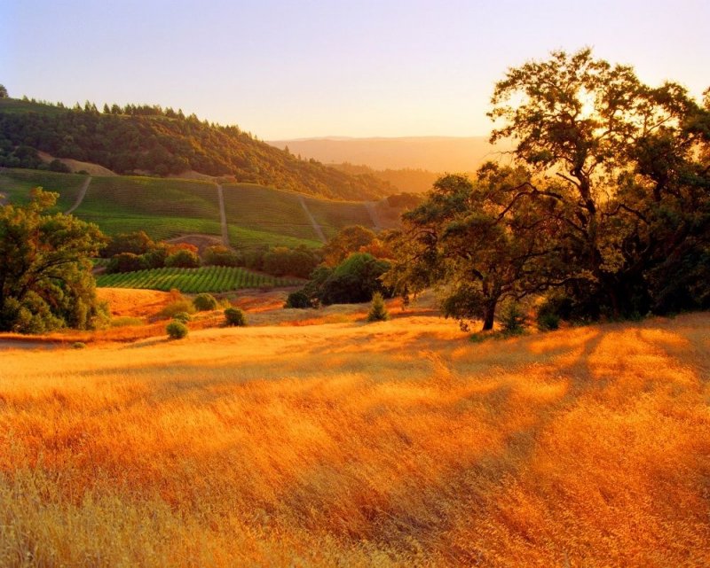 Сонома Каунти, Калифорния, США. Знаменитые виноградники особенно прекрасны осенью.