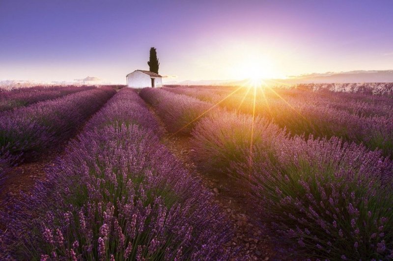 Красота лавандовых полей Франции