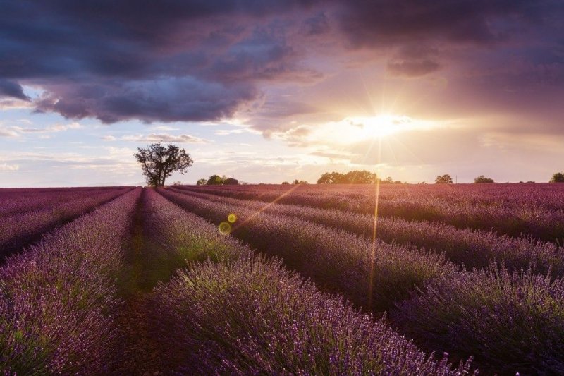 Красота лавандовых полей Франции