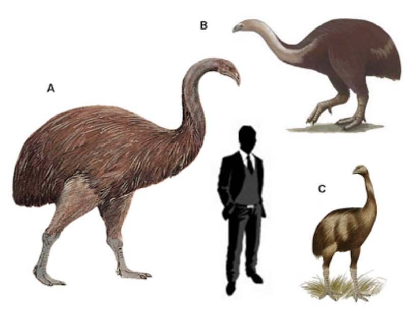Птицы из отряда Моа: А) Динорнис (3.6 метра в высоту), B) Эмеус (1.8 метра в высоту), С) Аномалоптерикс (1.3 метра в высоту)