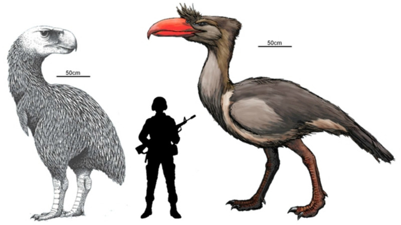 Фороракосы — род вымерших птиц семейства фороракосовых, обитавших в эпоху миоцена в Южной Америке