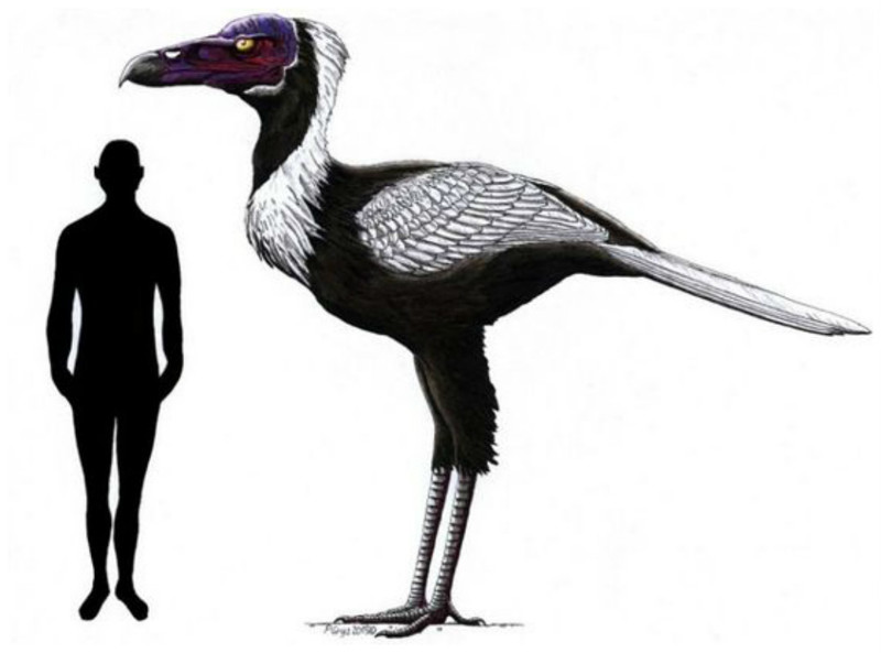 Рaracrax («близкий краксу») — род вымерших североамериканских нелетающих птиц, связанных с современными кариамами и вымершими фороракосами. Относится к семейству Bathornithidae