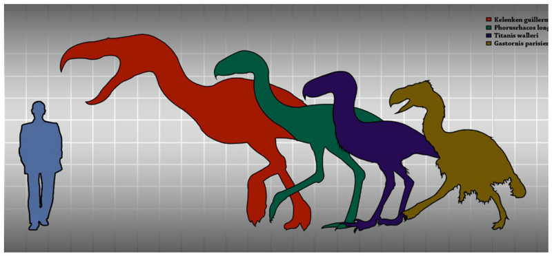 Сравнительные размеры фороракосовых (Kelenken, Phorusrhacos, Titanis), Gastornis и человека