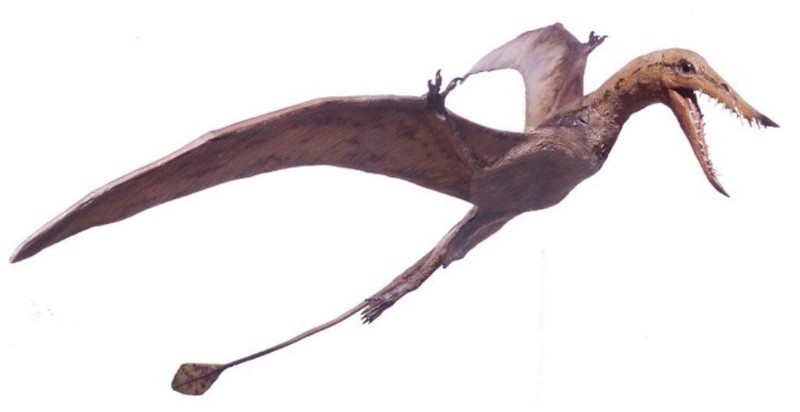 Рамфоринхи — род длиннохвостых птерозавров из подсемейства Rhamphorhynchinae семейства Rhamphorhynchidae, живших в юрском периоде на территории Европы и Африки. Впервые описан палеонтологом Георгом фон Майером в 1847 году.