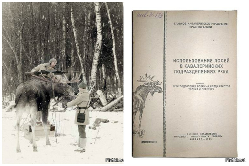 Боевые лоси использовались в советской и финских армиях. Их следы не вызывали подозрения у разведчиков-следопытов и потому с их помощью можно было перевозить грузы в тыл врага и через границы