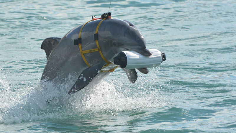 Дельфины искали подводные мины,  спасали солдат, выступали в качестве охранников,  вели стратегические наблюдения
