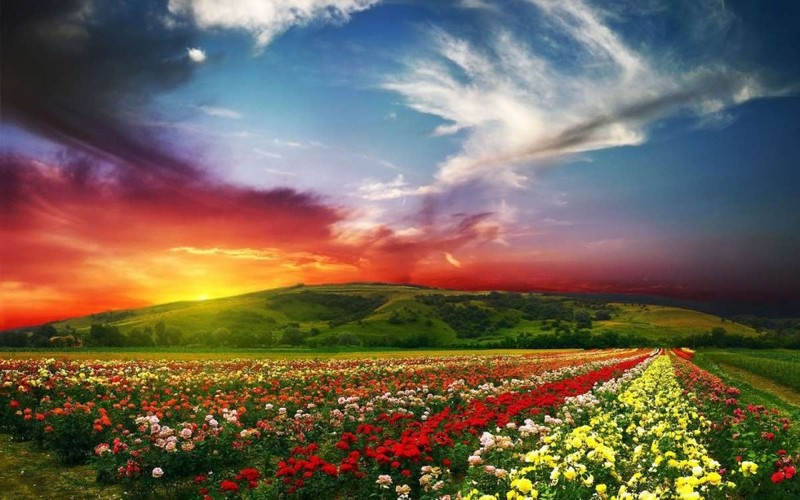 Интересное место — Индийский парк «Долина цветов»