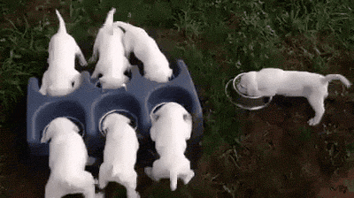 Хвостики кушают