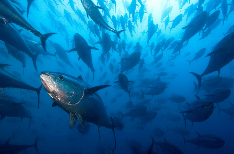 Тихоокеанские голубые тунцы нерестятся в северо-западной части Филиппинского моря (у берегов Хонсю, Окинавы и Тайваня) и в Японском море
