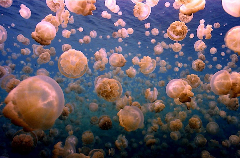 Золотая медуза озера Палау ежедневно следует за солнцем, которое обеспечивает ее выживание