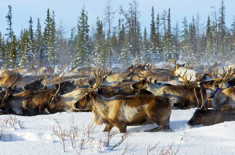 Каждый год на севере Средней Сибири дикие северные олени преодолевают около 3000 км пути