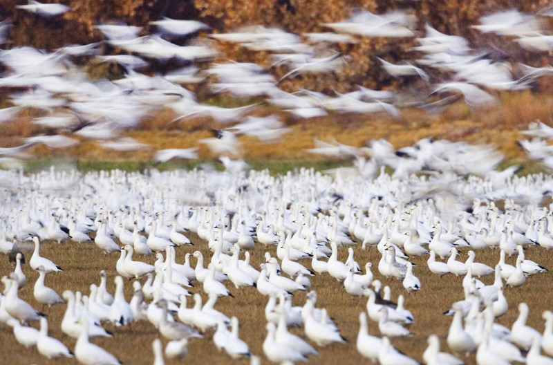 Перелетная стая белых гусей. Продолжительность жизни этих птиц может составлять 20 лет