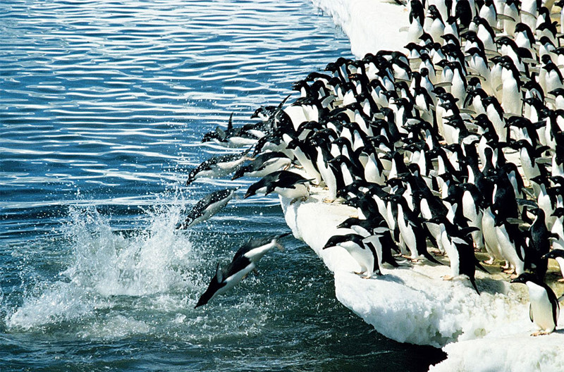 Зимой пингвины мигрируют на сотни километров в поисках пищи