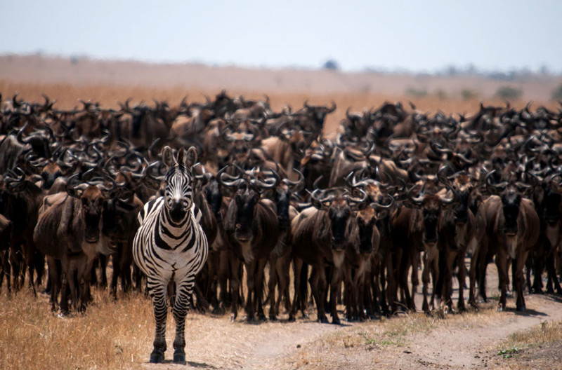 Антилопы гну выступают движущим звеном миграции — в численности более 1,5 млн особей