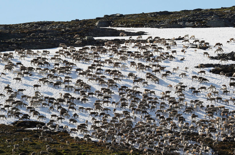Вот они какие — мигрирующие северные олени