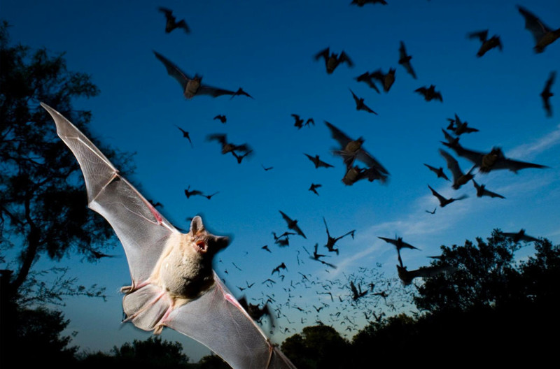стати, рукокрылые — чрезвычайно полезные животные: одна насекомоядная летучая мышь за час охоты может съесть до 200 комаров