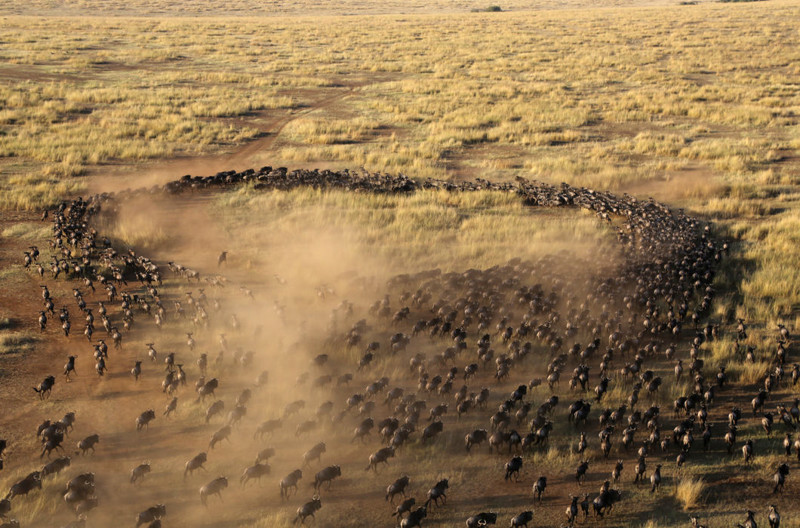 Великая миграция антилоп гну — потрясающее зрелище