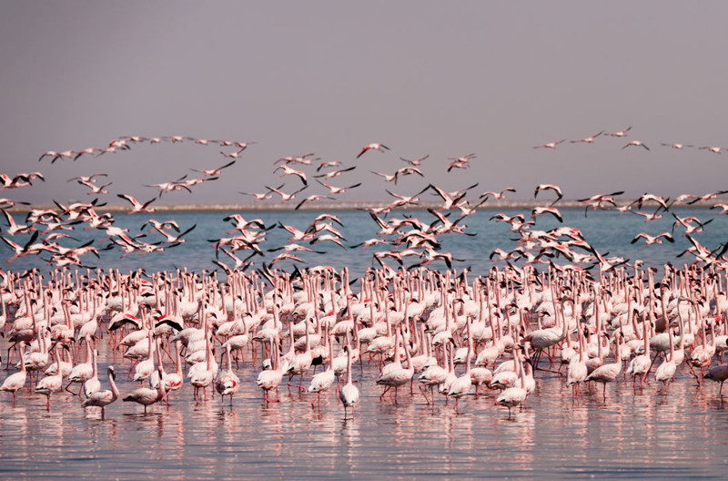 Некоторые колонии фламинго постоянно живут на одной и той же территории, но большинство кочует, перелетая на небольшие расстояния к местам размножения или при недостатке корма