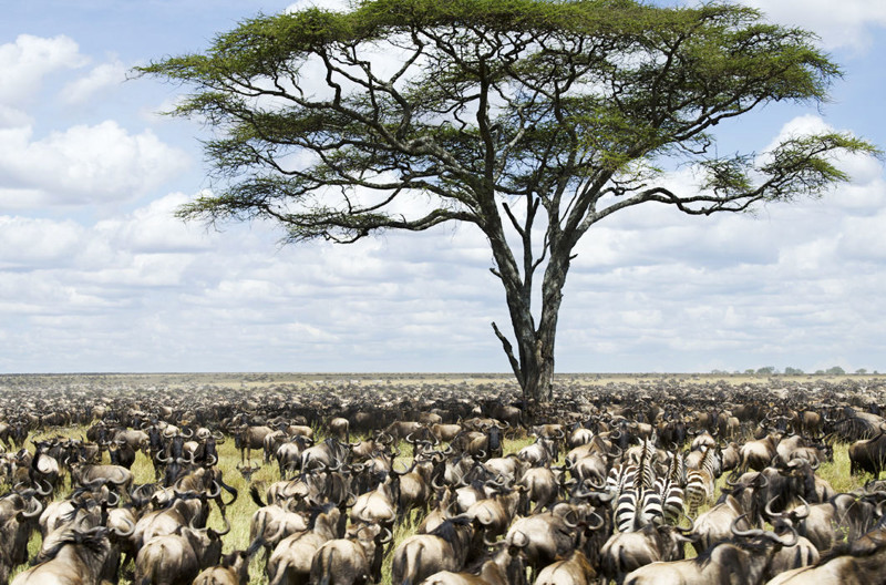 Массовое перемещение миллионов антилоп и других животных связано с нехваткой пищи