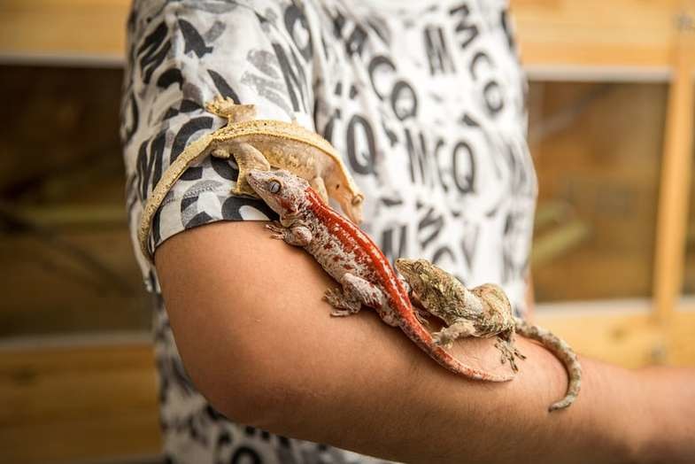Ушастый новокаледонский геккон. Они способны менять окраску в зависимости от температуры, влажности и своего состояния