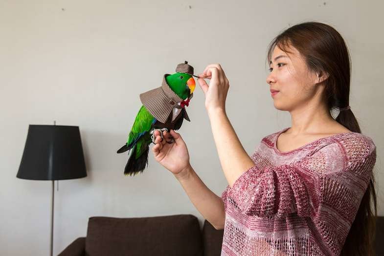 Благородный зелёно-красный попугай. В природе обитает на севере Австралии (п-ов Кейп-Йорк), Южных Молуккских, Соломоновых островах и на Новой Гвинее