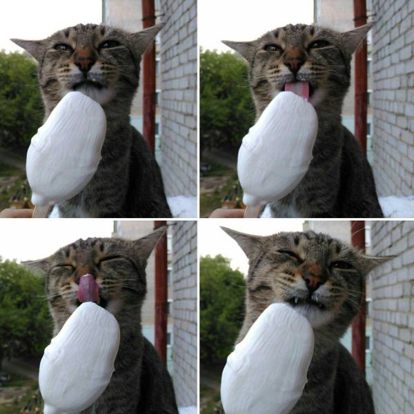 Кот и мороженое