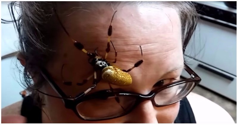 Американка нашла дома жуткого паука и позволила ему прогуляться по своему лицу