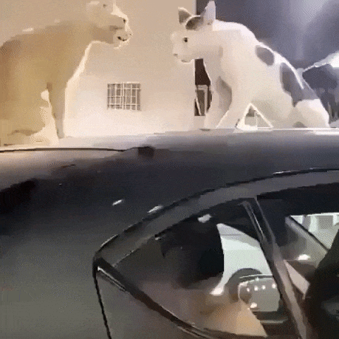 Кошачьи разборки