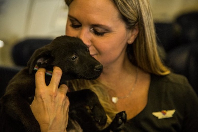 Компания southwest предоставила самолет домашним животным, осиротевшим из-за «ХАРВИ»