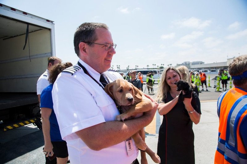 Компания southwest предоставила самолет домашним животным, осиротевшим из-за «ХАРВИ»