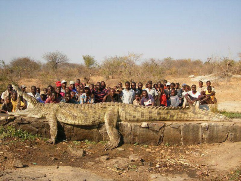 Гигантский крокодил-людоед, пойманный на реке Нигер в Африке. 