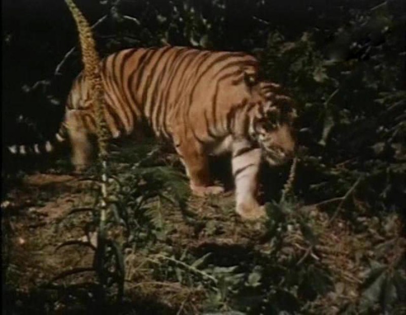 "Ап! И тигры у ног моих сели...": как полосатых хищников готовили к съемкам в фильме "Укротительница тигров"