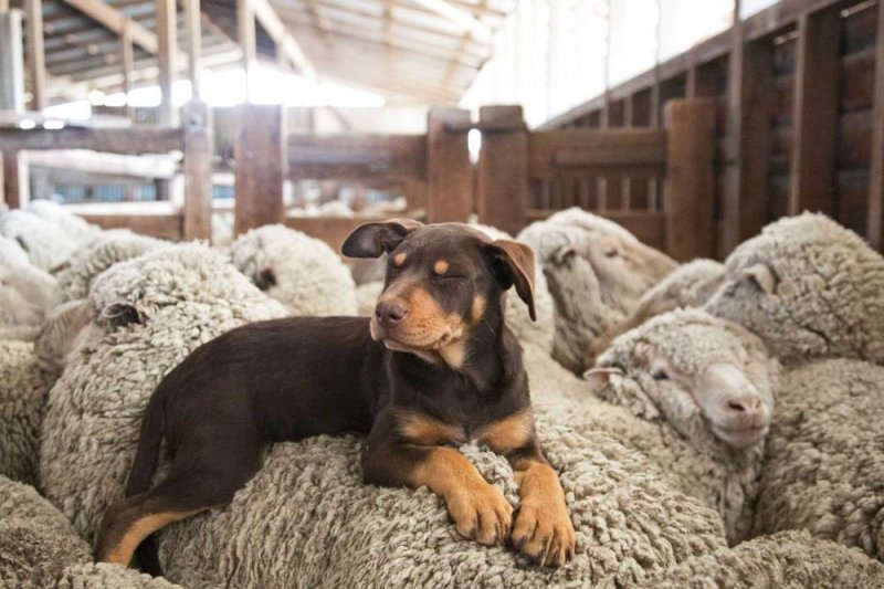 Сонный пастух