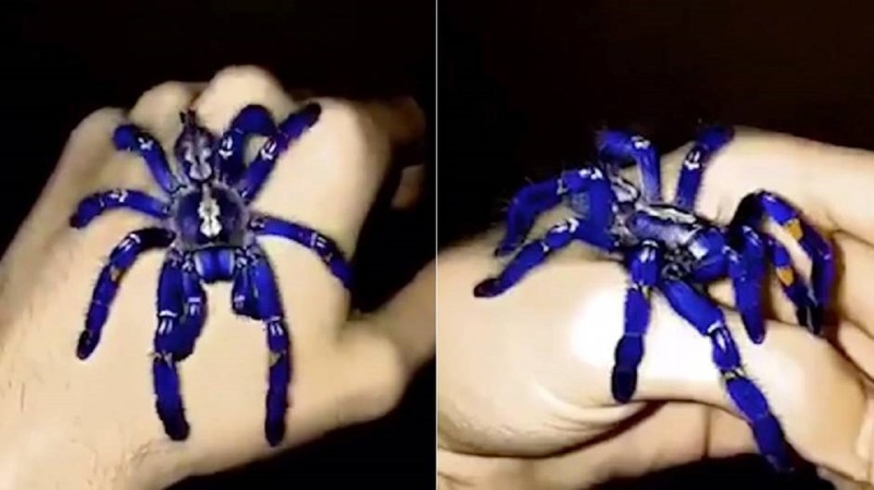 Арахнофобы, отойдите от экранов: опубликованы кадры редкого вида тарантула ярко-синего цвета