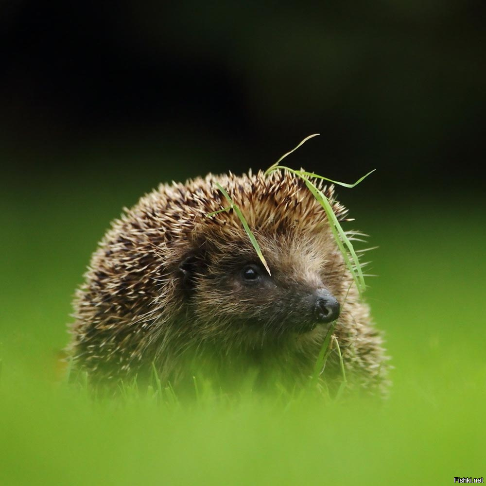 Под кустом свернулся ежик. Еж ехидна дикобраз. Еж бежит. Ежик на спине травка растет. Индокитайский ежик.