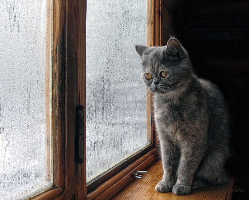 За окном серый кот смотрит на дождь сентябрьский