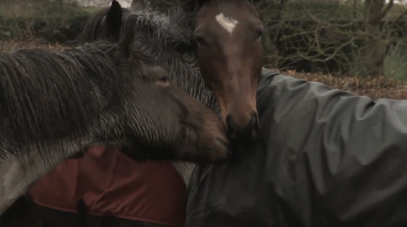 Встреча лошадей после долгой разлуки тронет даже самое суровое сердце!